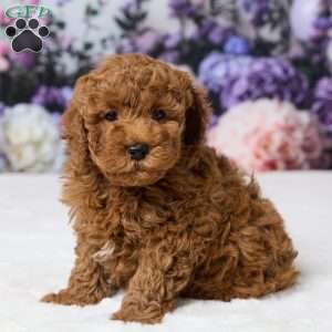 Bently, Miniature Poodle Puppy